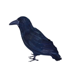 Black Feather Crow