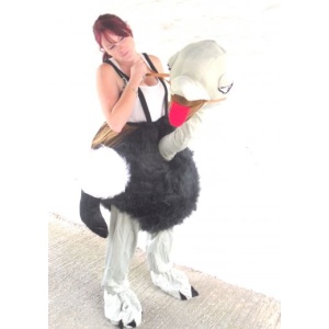 Step in Ostrich - HIRE